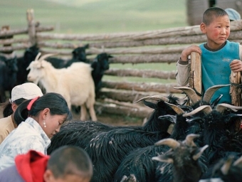 tretford mit Kaschmir Ziegenhaar von Nomaden aus der Mongolai